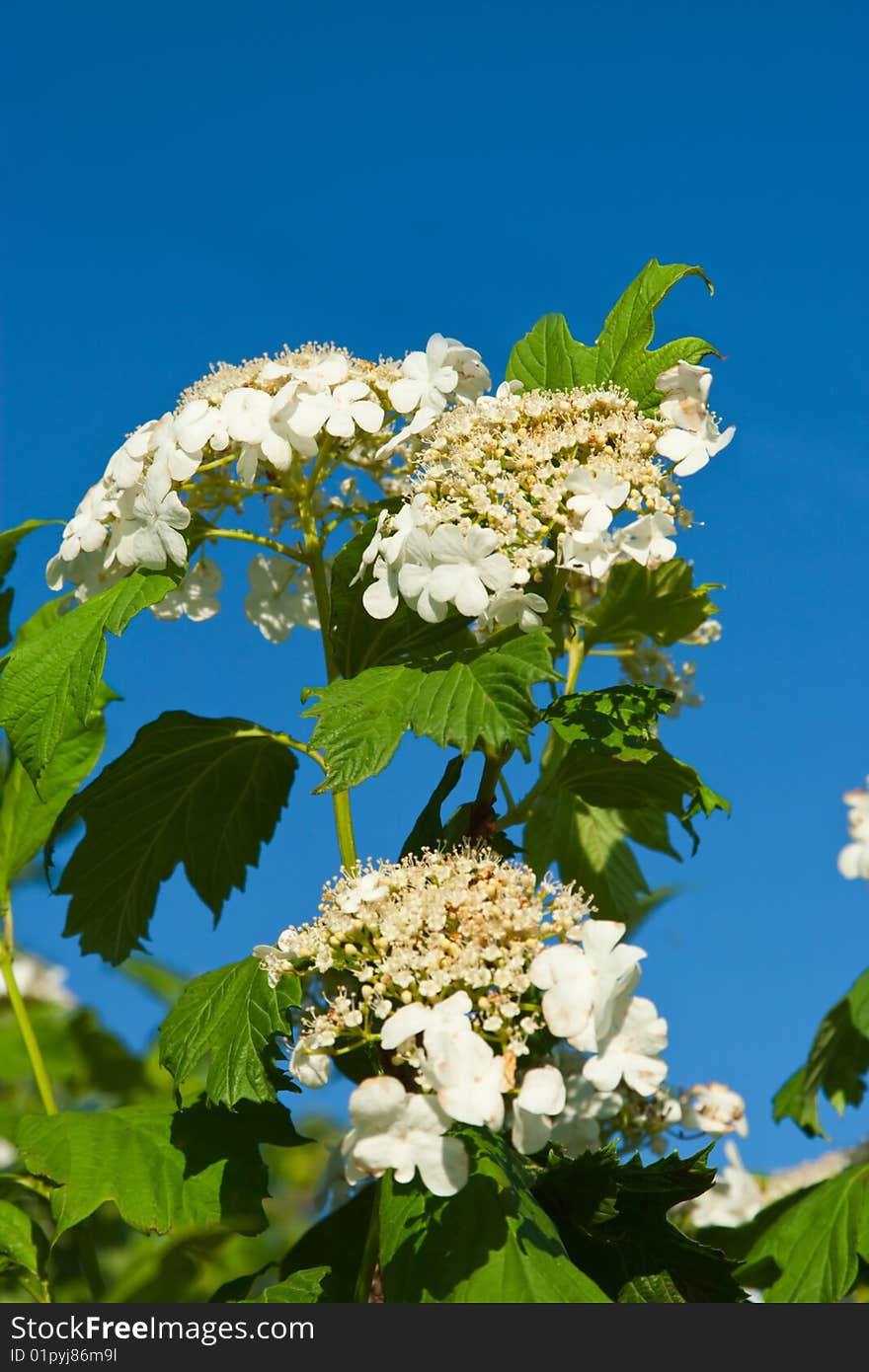 Blossoming guelder-rose on blue background