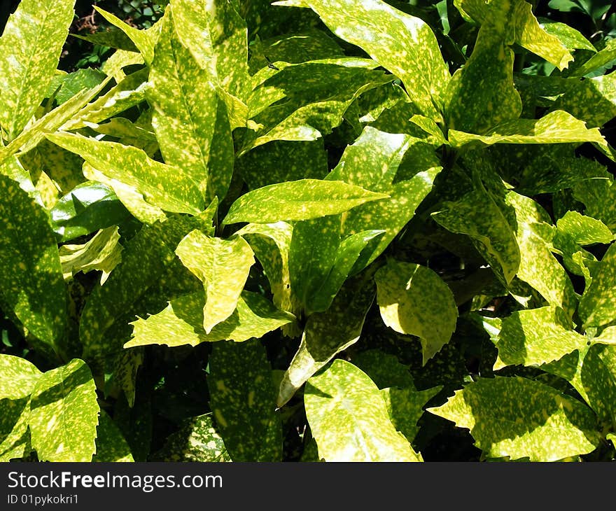 Background in green plants