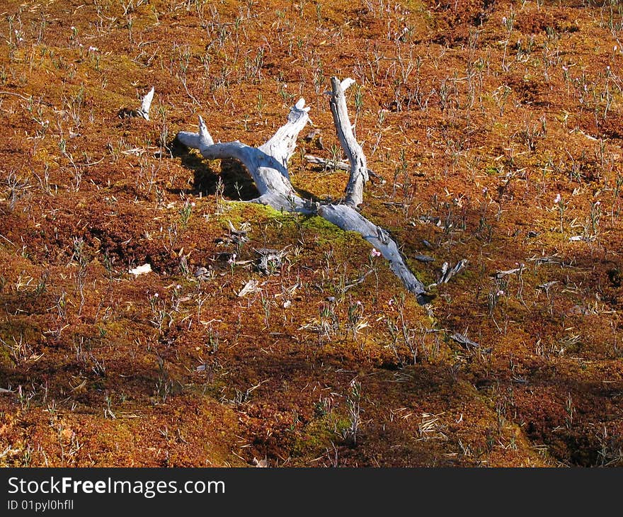 A dead branch in a marsh, spring