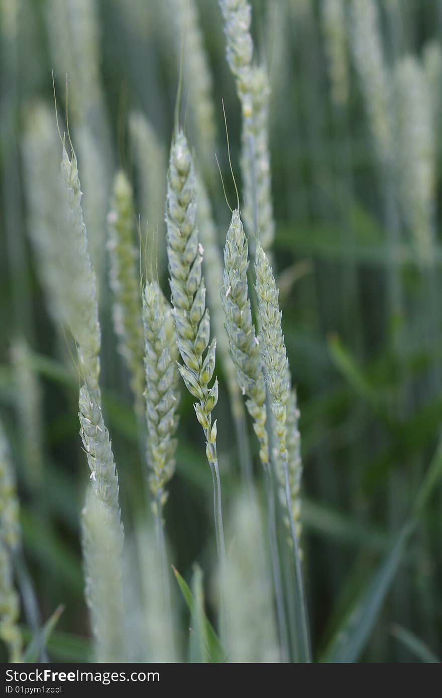 There are green ears in a field