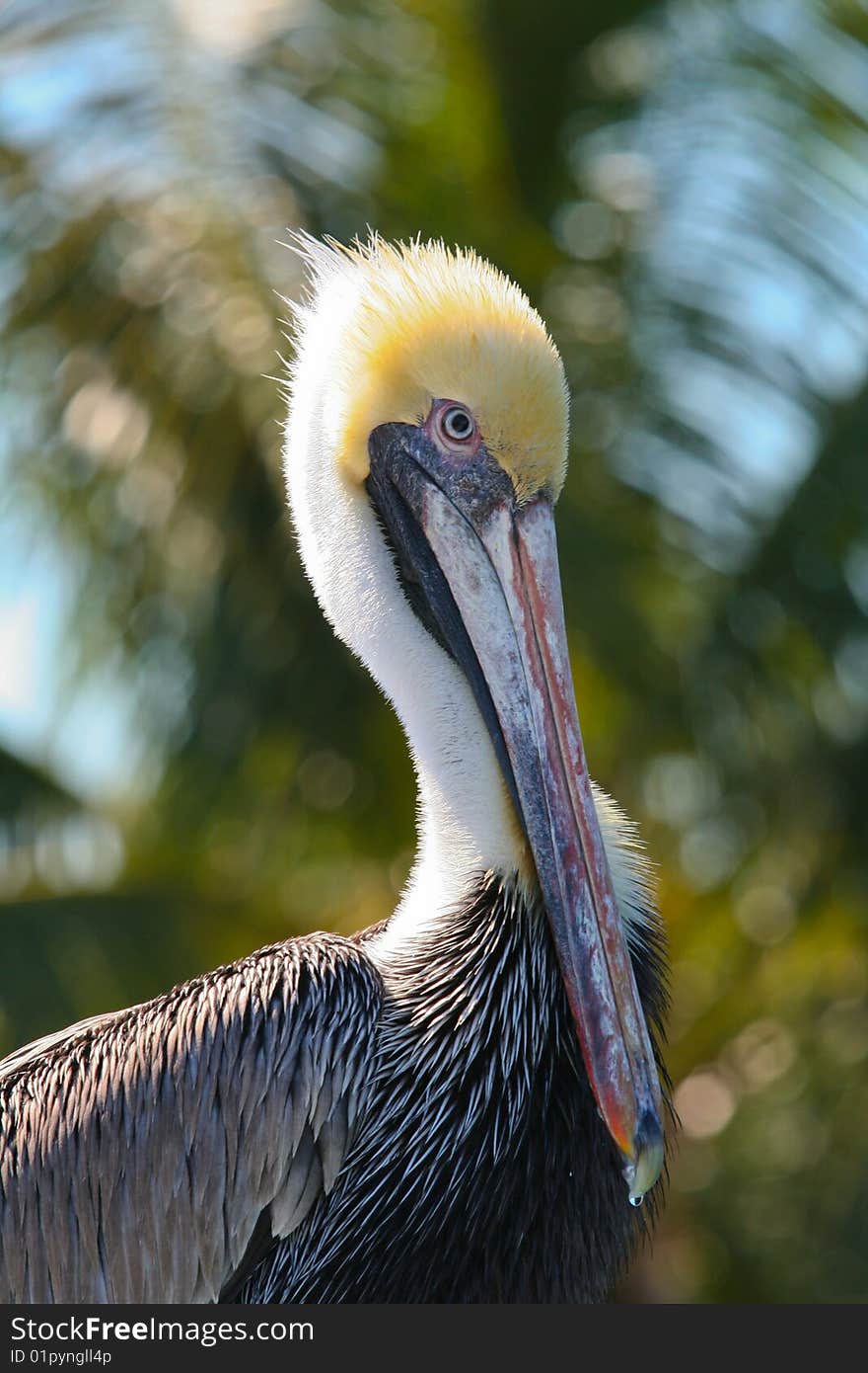 Pelican sitting in front of a palm tree in Miami. Pelican sitting in front of a palm tree in Miami.