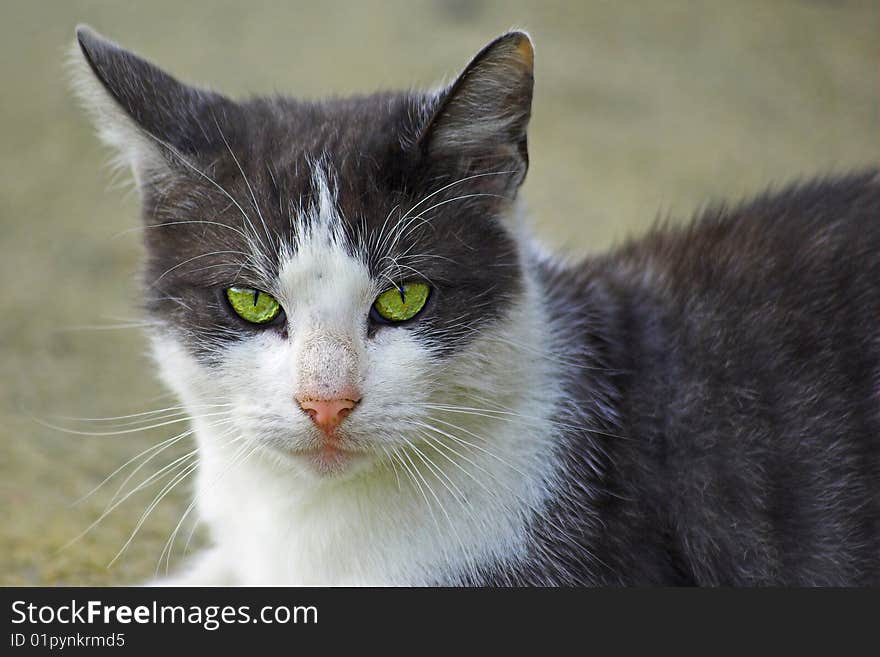 Domestic cat with wild yellow eyes. Domestic cat with wild yellow eyes