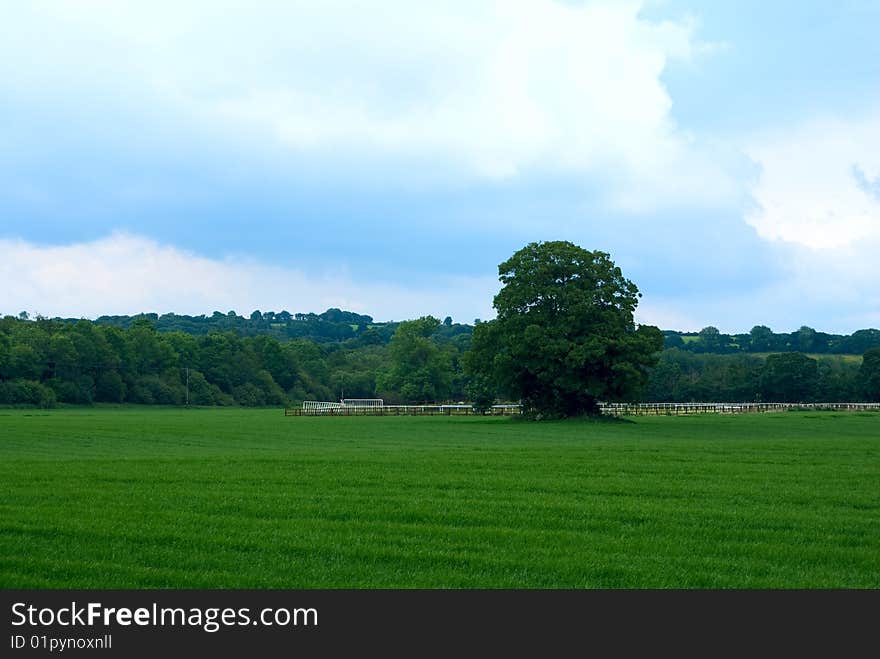 Big tree standing on the  field