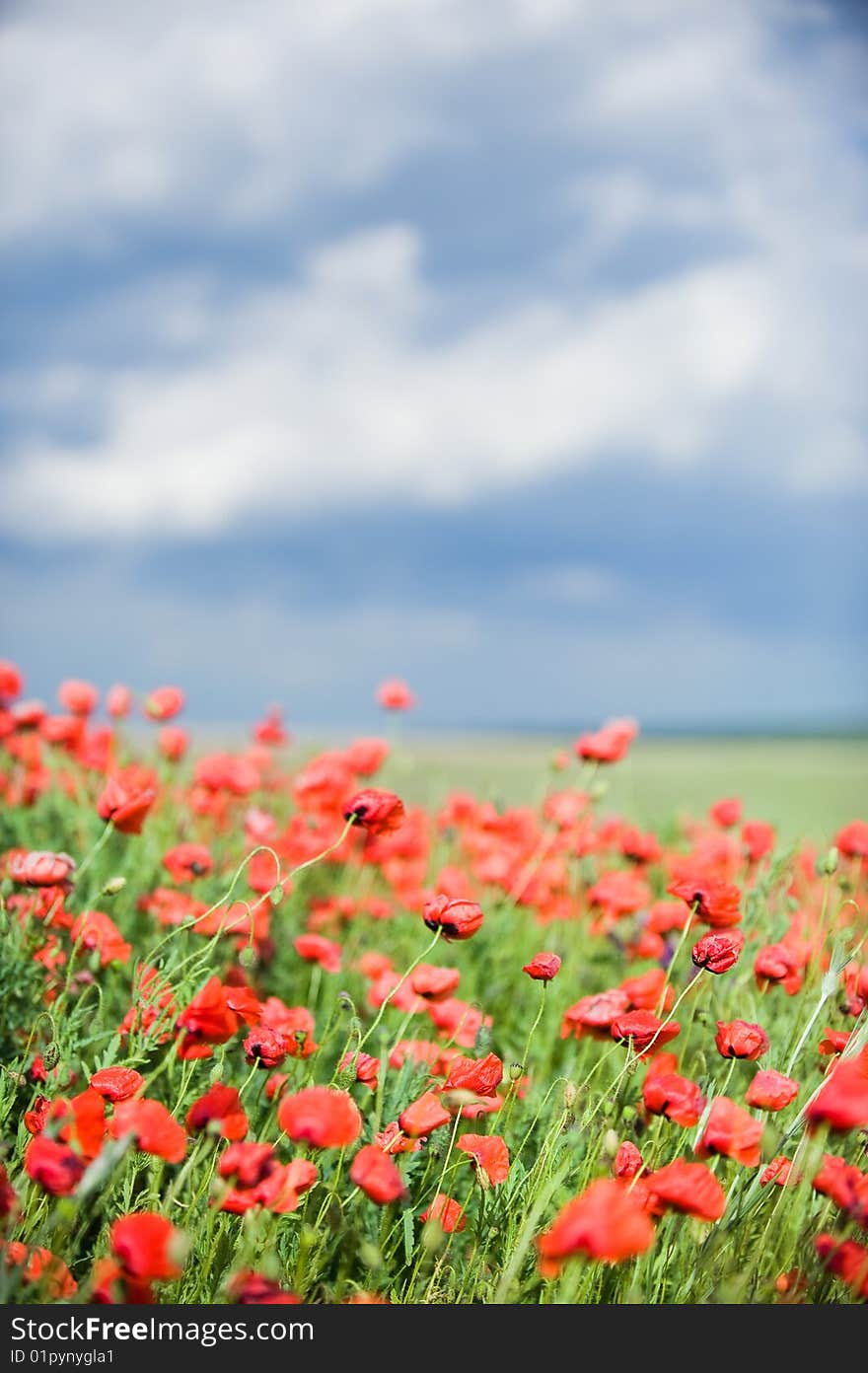 Beautiful Red Poppy Field