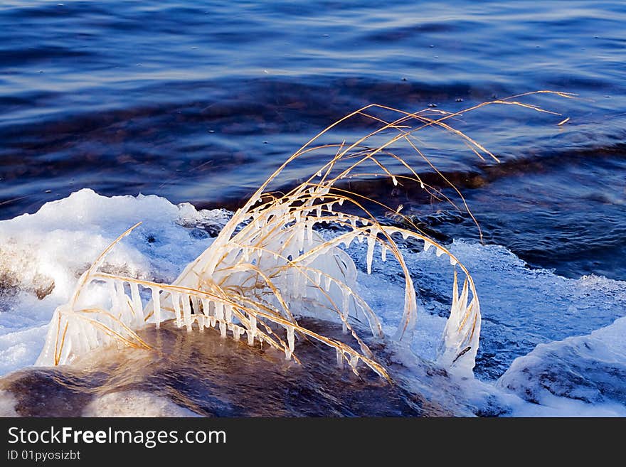 Icy reeds