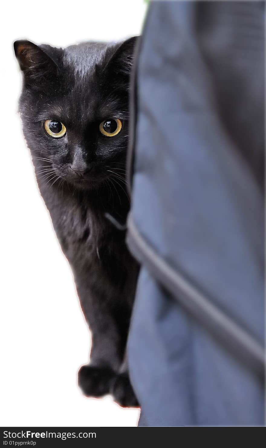 An adorable black cat hiding