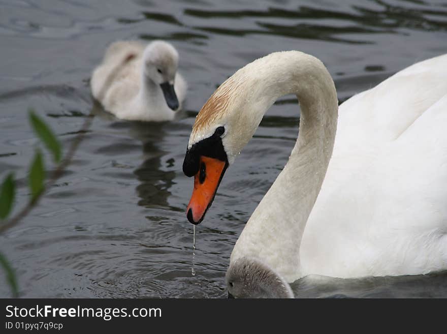 Father Swan with his baby. Father Swan with his baby