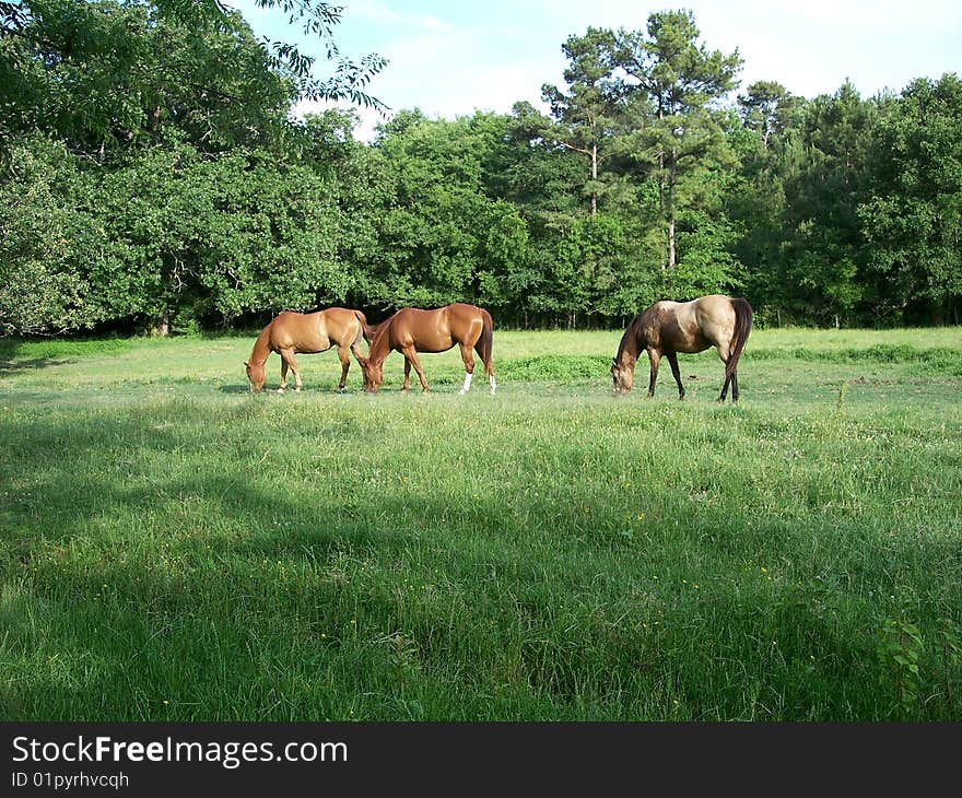 Horses grazing in green pasture