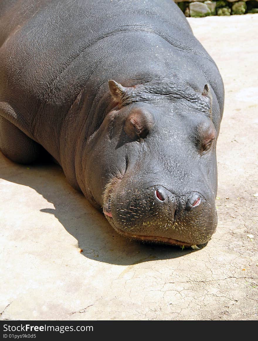 Hippopotamus sleeping in zoo outdoor in sunlight