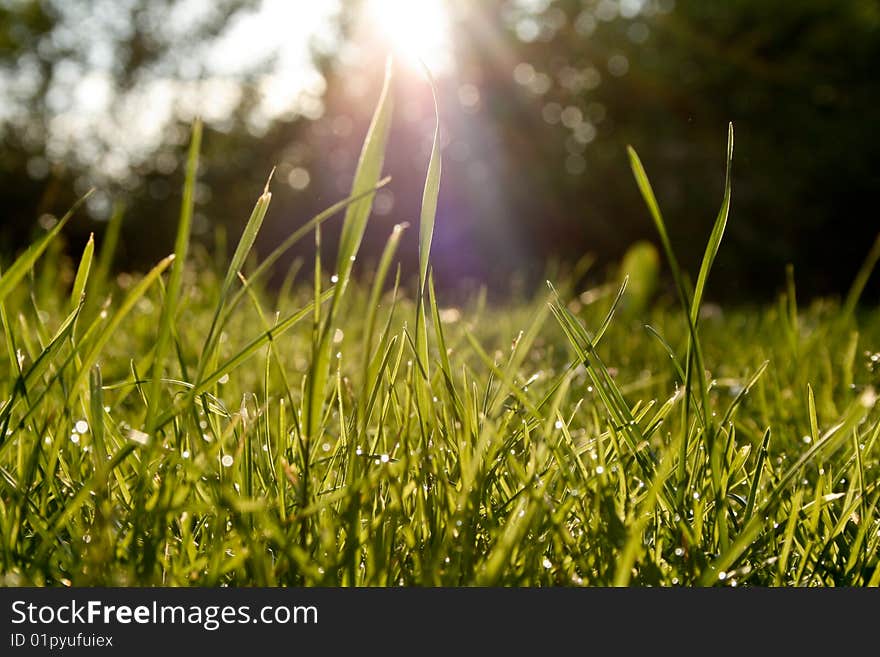 Shortly after rainfall, the sun shines on the grass. Shortly after rainfall, the sun shines on the grass