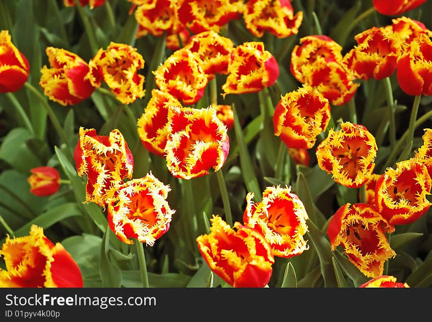 Flower bed of unusual red tulips with yellow fringed edges