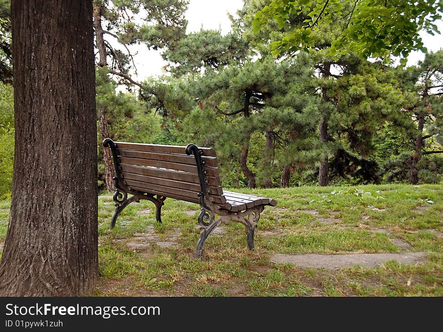 Wooden bench on hill in park next to tree. Wooden bench on hill in park next to tree