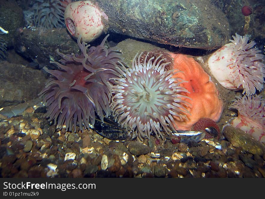 A Variaty of Sea Anemones on rocks. A Variaty of Sea Anemones on rocks.