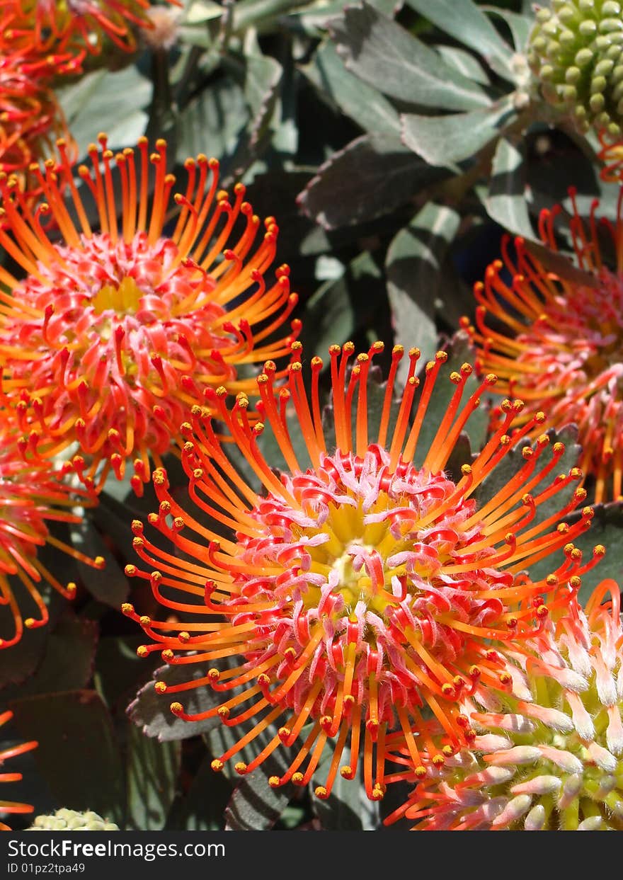 Detail of orange flowers and its leaves. Detail of orange flowers and its leaves