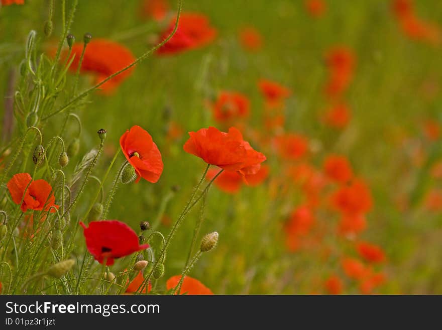 Colourful poppies