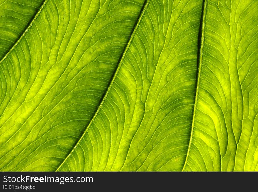 Close up of a leaf. Close up of a leaf.