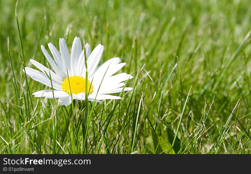 Camomile in a green grass