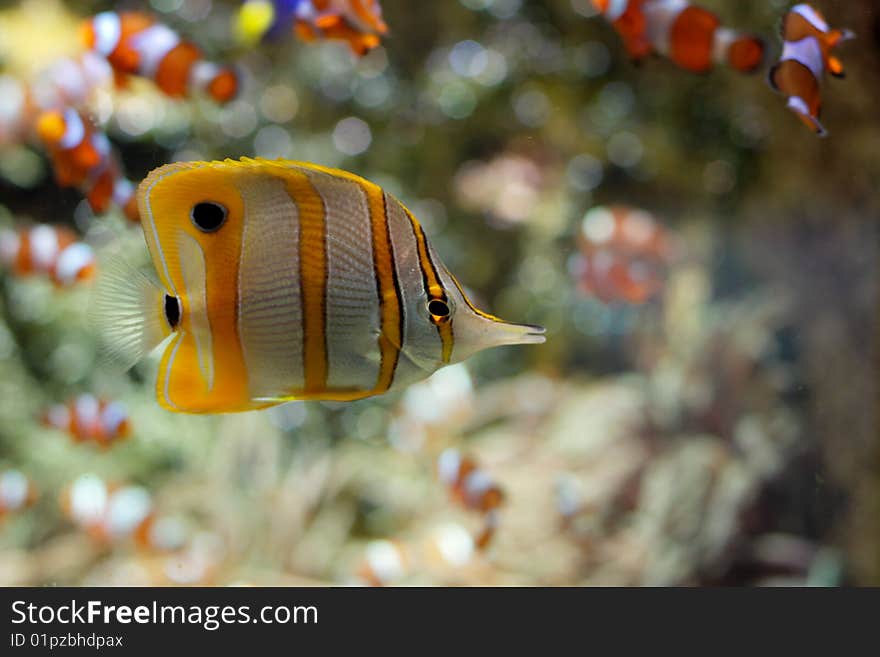 Fish in the aquarium in La Rochelle