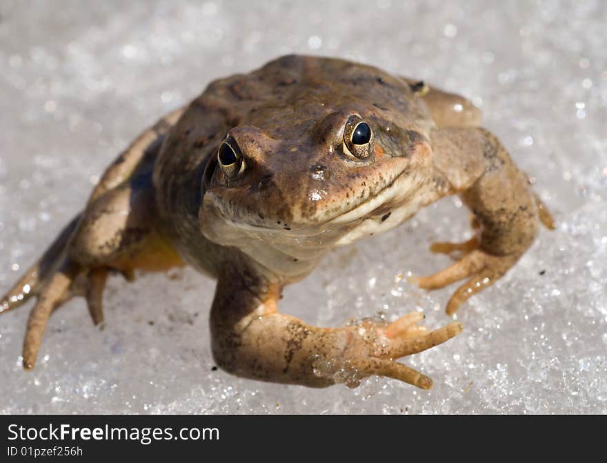 A close-up of the frog on snow. Early spring.