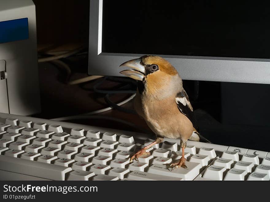 A close-up of the bird hawfinch on keyboard at video monitor and printer. A close-up of the bird hawfinch on keyboard at video monitor and printer.