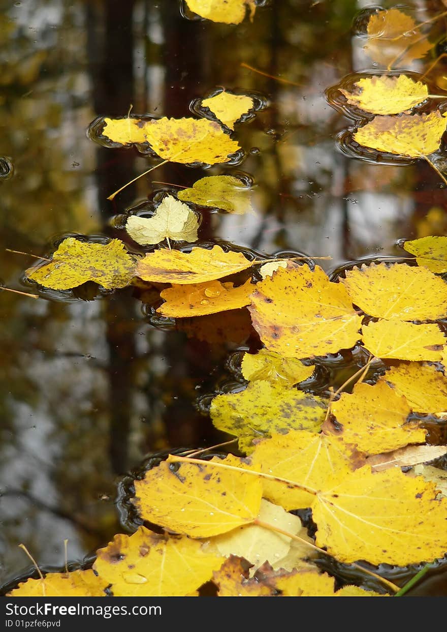 The yellow leaves on the surface of a water. The yellow leaves on the surface of a water.