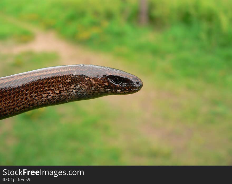 Anguine lizard