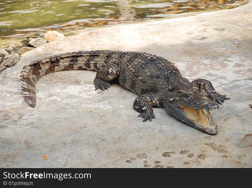 Dangerous crocodile show in the farm somewhere in Thailand. Dangerous crocodile show in the farm somewhere in Thailand