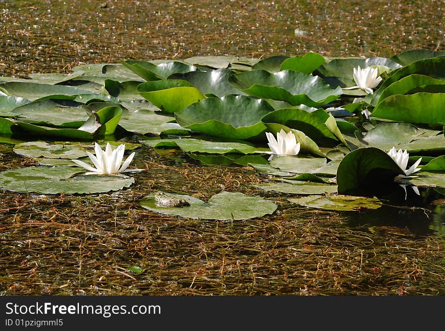 Some white water lilies and a frog on the front leaf. Some white water lilies and a frog on the front leaf