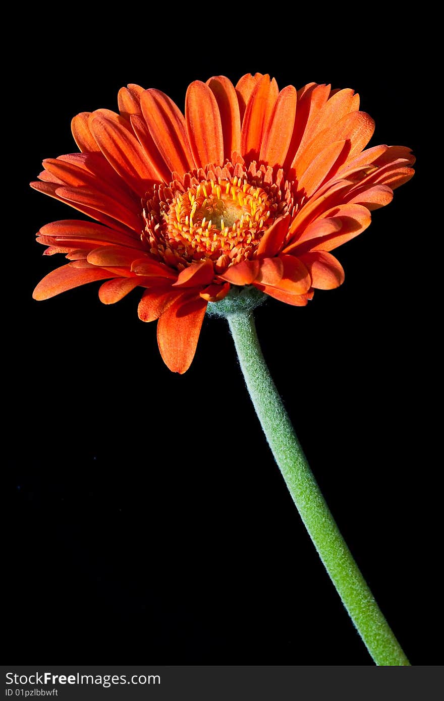 Gerbera flower