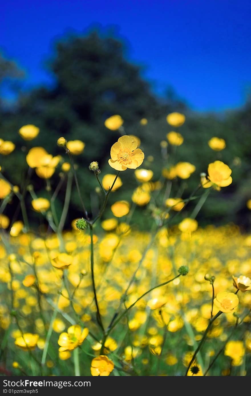 Buttercup field photographed with shallow depth of field.