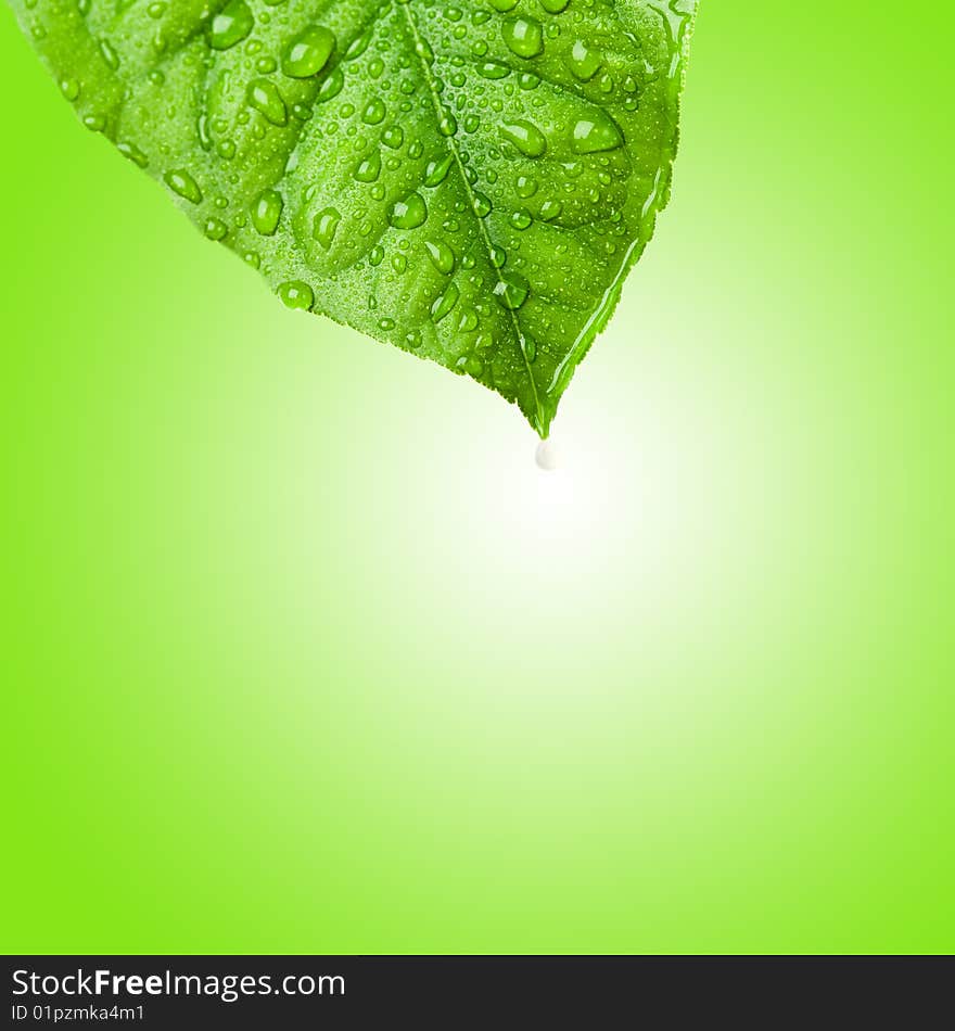 Green wet leaf with rain drops over gradient background. Green wet leaf with rain drops over gradient background