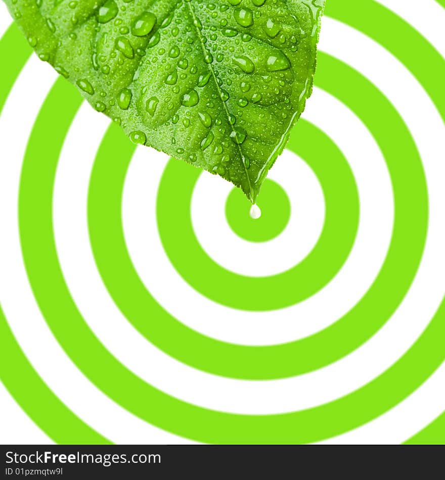 Green wet leaf with rain drops over circular background with water drop in center. Green wet leaf with rain drops over circular background with water drop in center