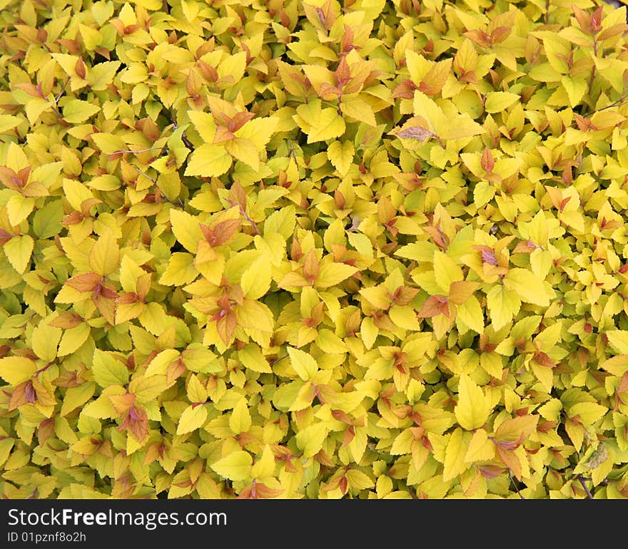 Yellow leaf background - natural texture. Yellow leaf background - natural texture