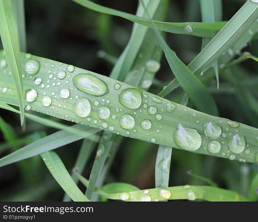 Green grass with water drops - macro shot