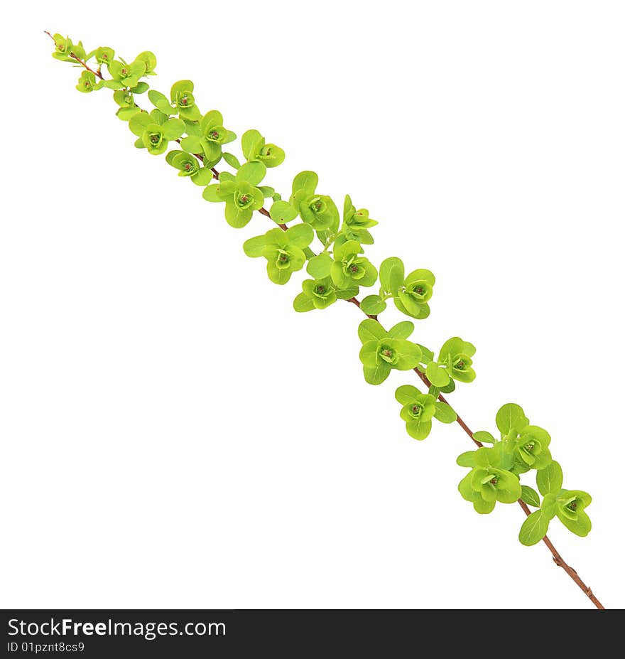 Green branch isolated on a white background