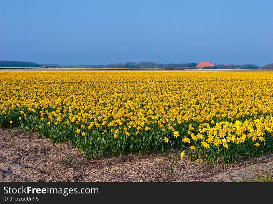 Narcissus Field