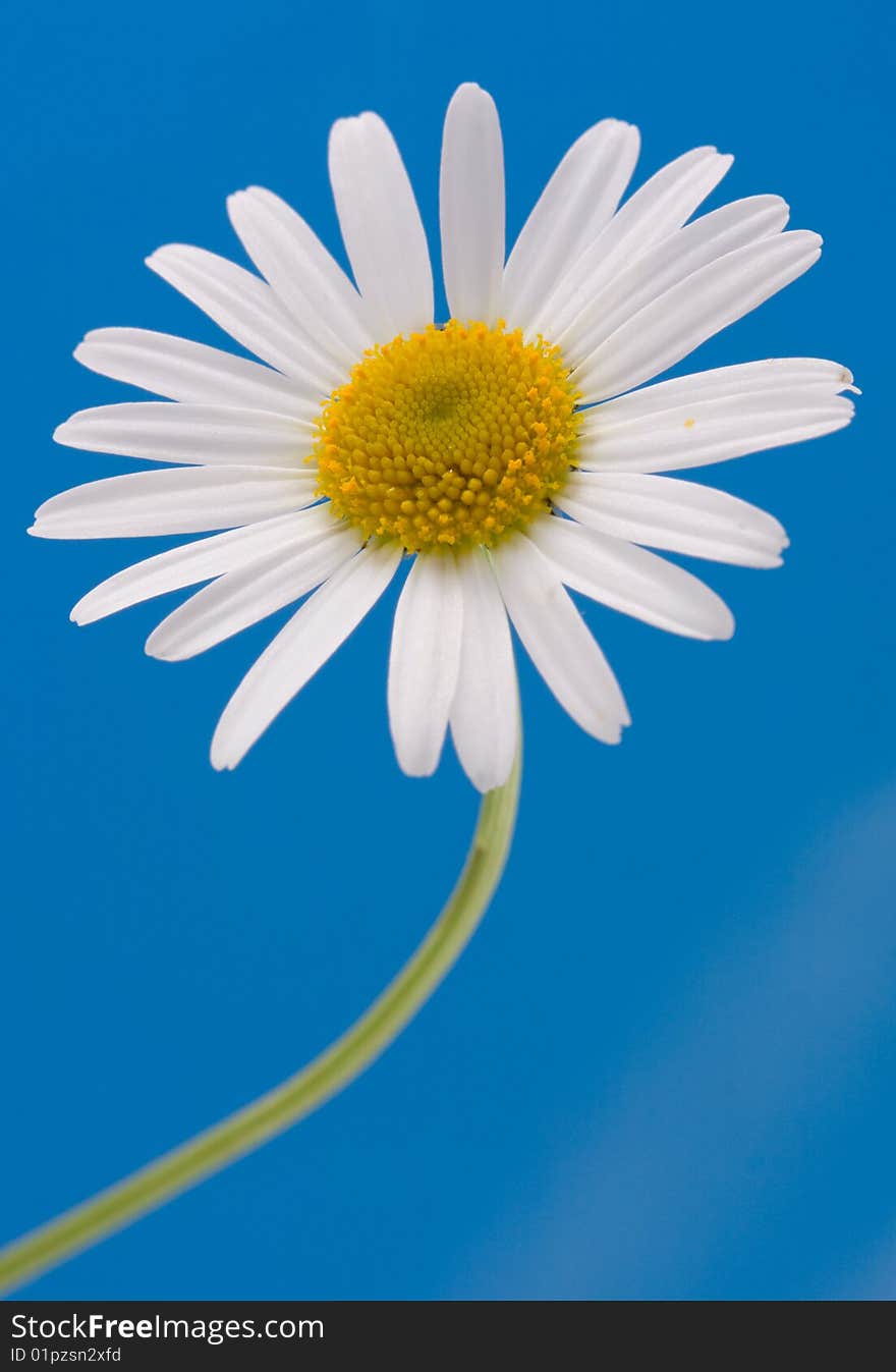 White chamomile on a sky background. White chamomile on a sky background