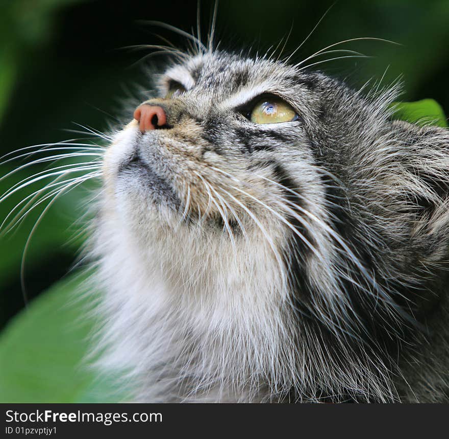 Cat Animal Head Close Up