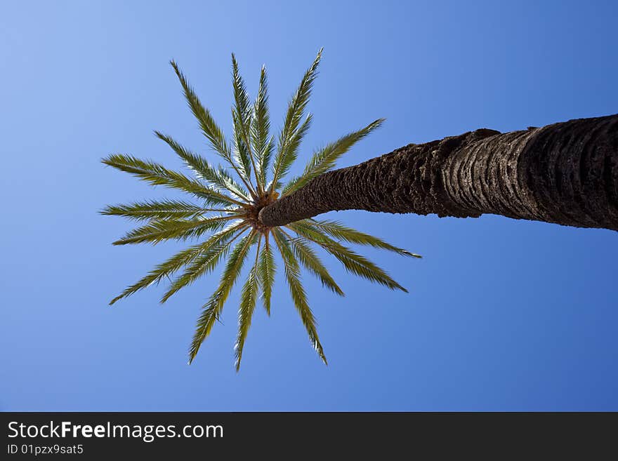 Palm tree with blue sky