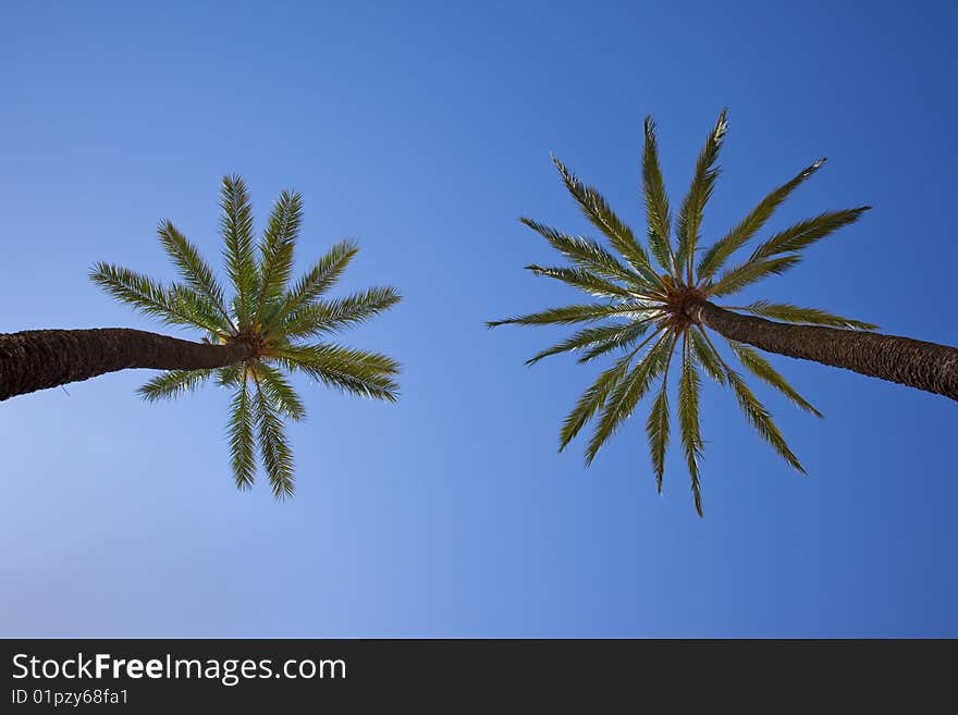 Palm trees with blue sky