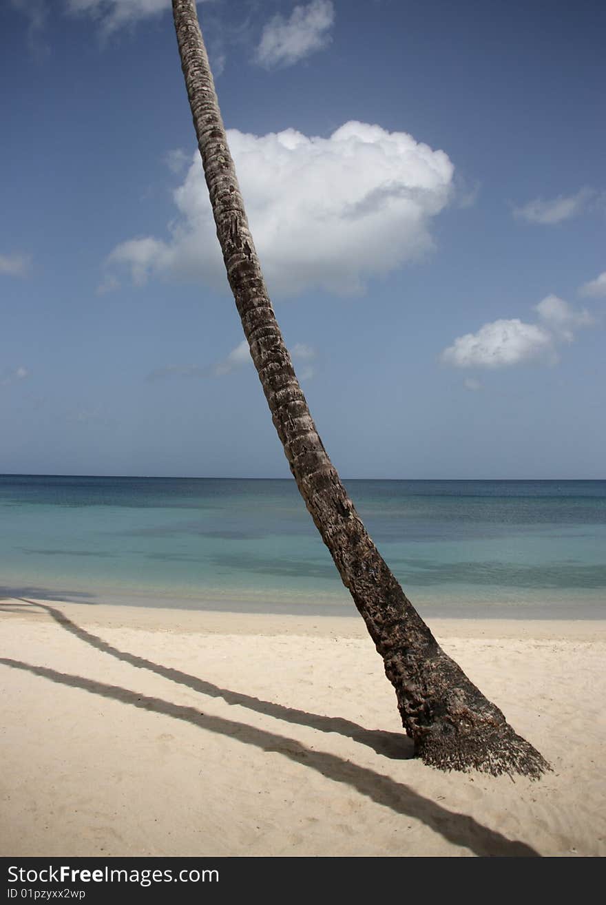 Tropical beach with the reflection and trunk of a palm tree