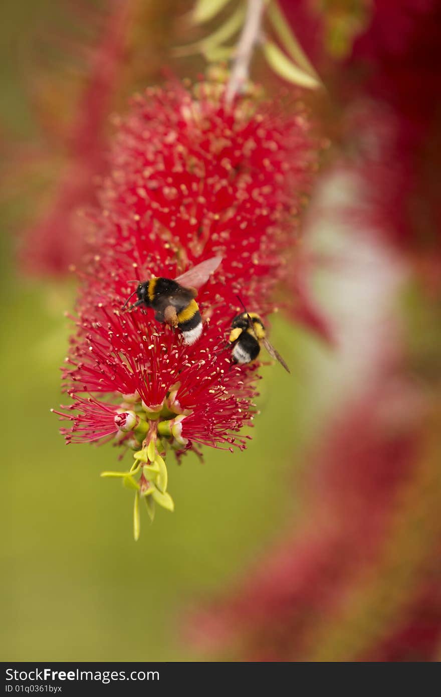 Callistemon Flower with two Bee