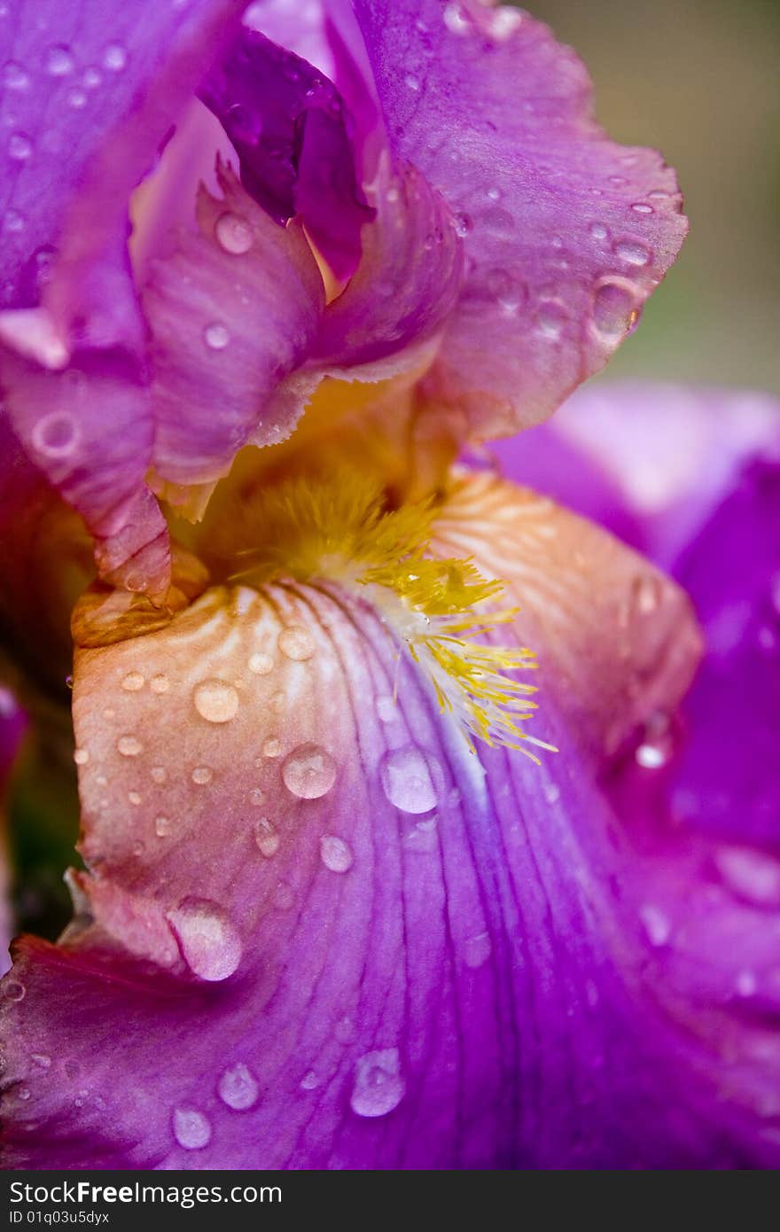 Iris with dew drops-shallow dot. Iris with dew drops-shallow dot