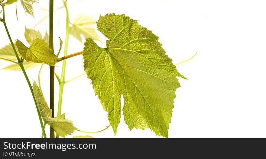 Grape Vine With Leaves On White