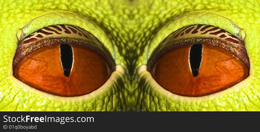 Composed not real look from tree frog eyes