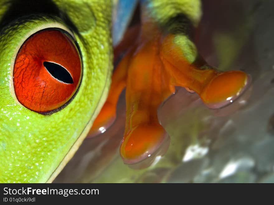 Close-up view of head and leg of Agalychnis callidryas. Close-up view of head and leg of Agalychnis callidryas