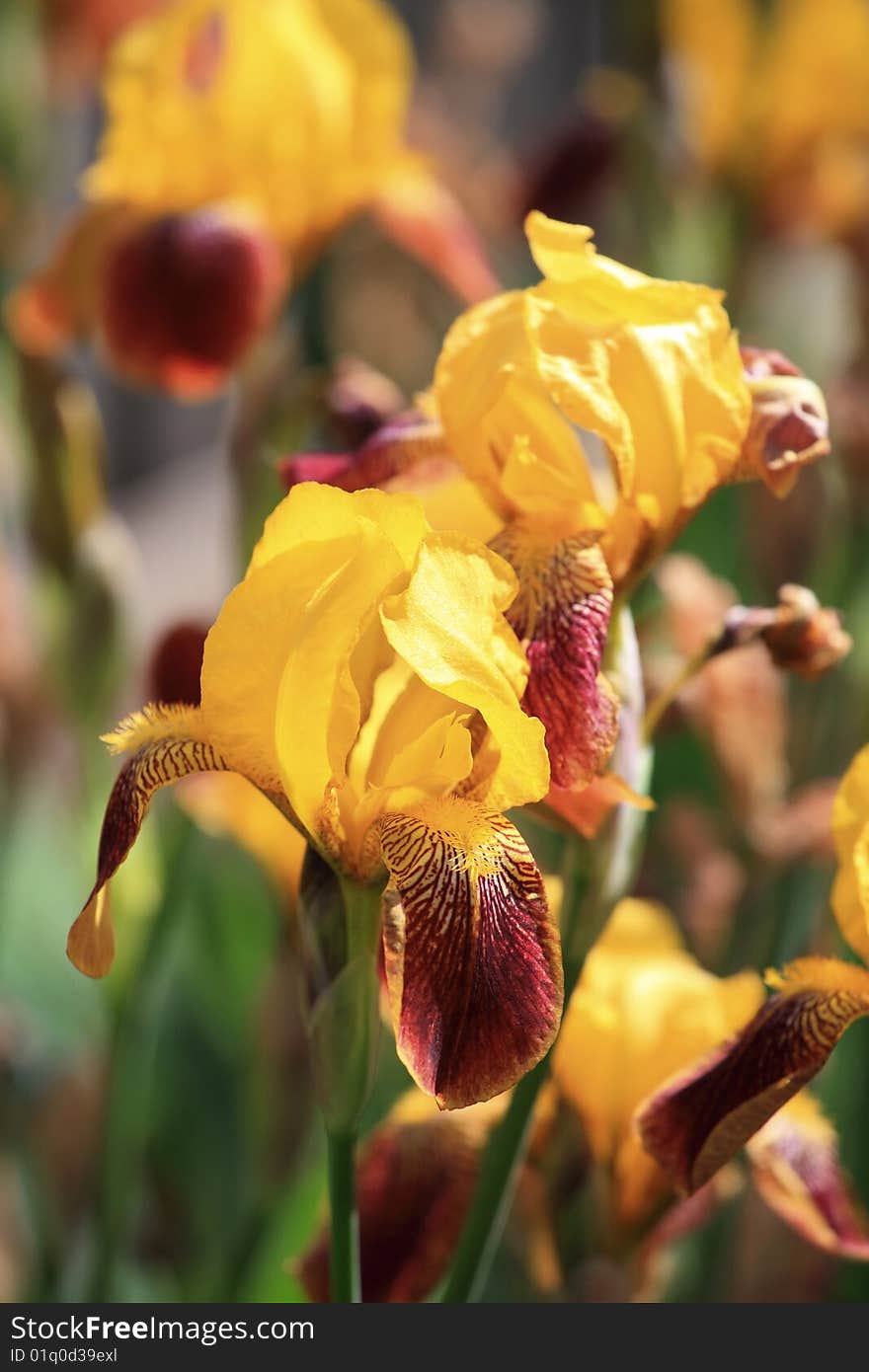 Yellow Irises