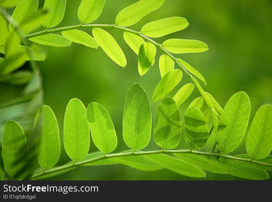 Branches of leaves under sunshine in summer.