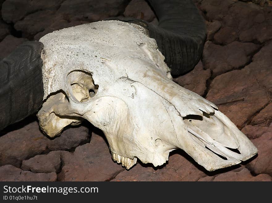 Bull skull skeleton (wild west)