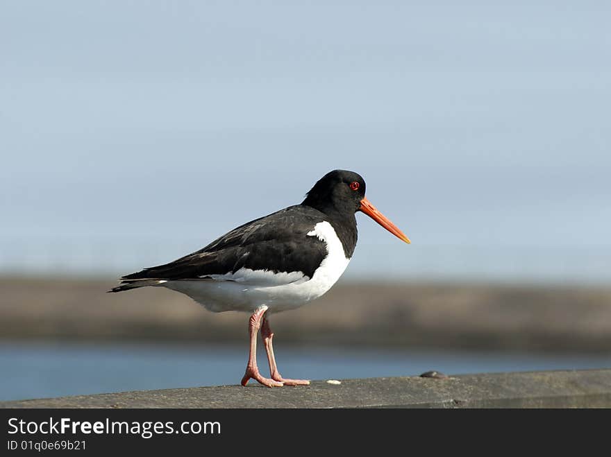 Danish Oystercatcher